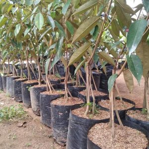 bibit buah Bibit Pohon Durian Buah Montong Okulasi Murung Raya