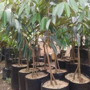 bibit buah Bibit Pohon Durian Buah Montong Okulasi Seram Bagian Barat