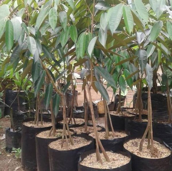 bibit buah Bibit Pohon Durian Buah Montong Okulasi Seram Bagian Barat
