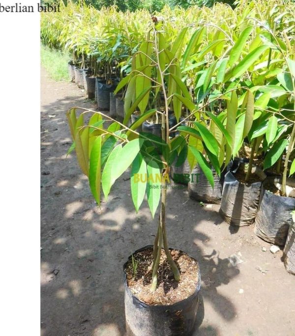 bibit buah Bibit Pohon Durian Buah Musangking Super Unggul Palopo