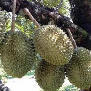 bibit buah Bibit Pohon Durian Tanaman Buah Montong Seram Bagian Timur