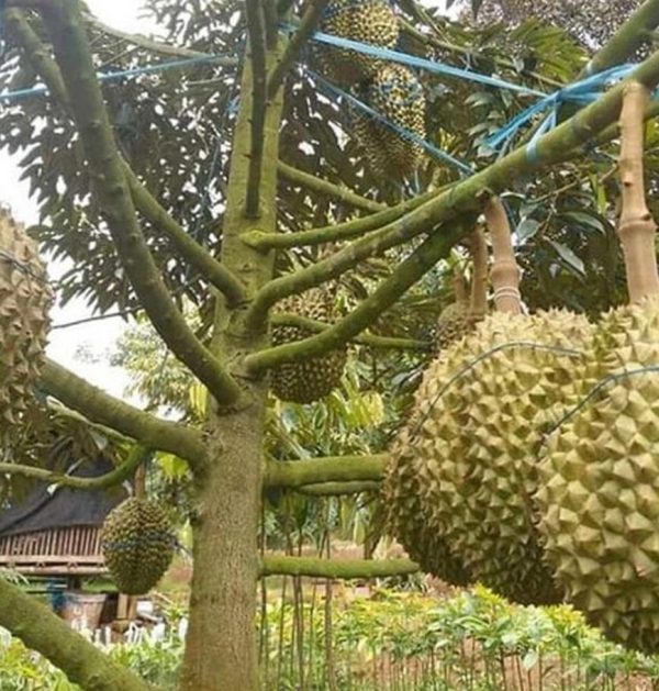 bibit buah Bibit Pohon Durian Tanaman Montong Monthong Duren Cane Buah Super Minahasa Utara