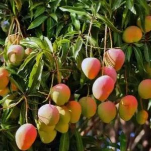 bibit buah Bibit Pohon Mangga Gedong Gincu Cimahi