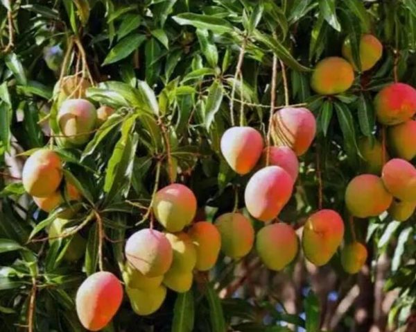 bibit buah Bibit Pohon Mangga Gedong Gincu Cimahi