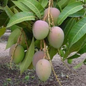 bibit buah Bibit Pohon Mangga Gedong Gincu Super Okulasi Berkualitas Terkini Kapuas