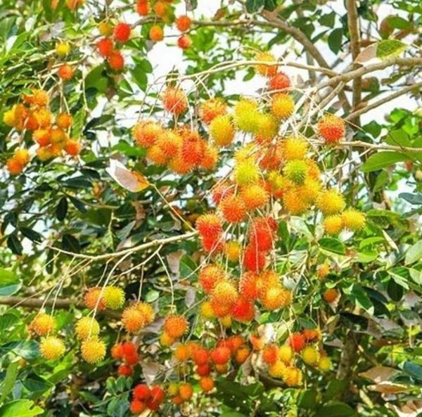 bibit buah Bibit Rambutan Rapiah Tanaman Buah Unggul, Murah, Bergaransi Original Majene