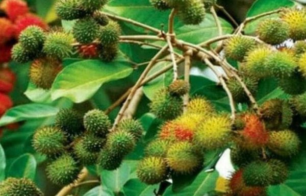 bibit buah Bibit Rambutan Rapiah Termurah Pohon Tanaman Buah Ropiah Cod Buton Selatan