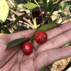 Bibit Buah Bit Cherry Merah Manis Bolaang Mongondow Utara