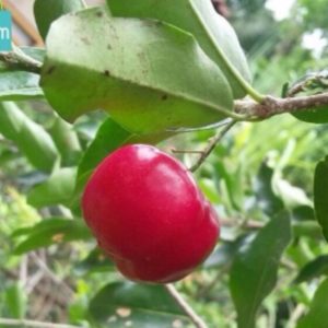 Bibit Buah Bit Tanaman Cherry Manis Intan Jaya