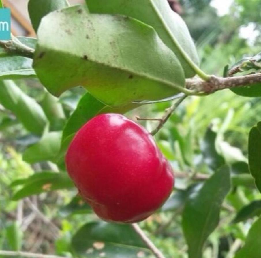 Gambar Produk Bibit Buah Bit Tanaman Cherry Manis Intan Jaya
