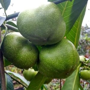 bibit buah buahan Bibit Buah Black Sapote Terbaru Tanaman Jumbo Sukabumi