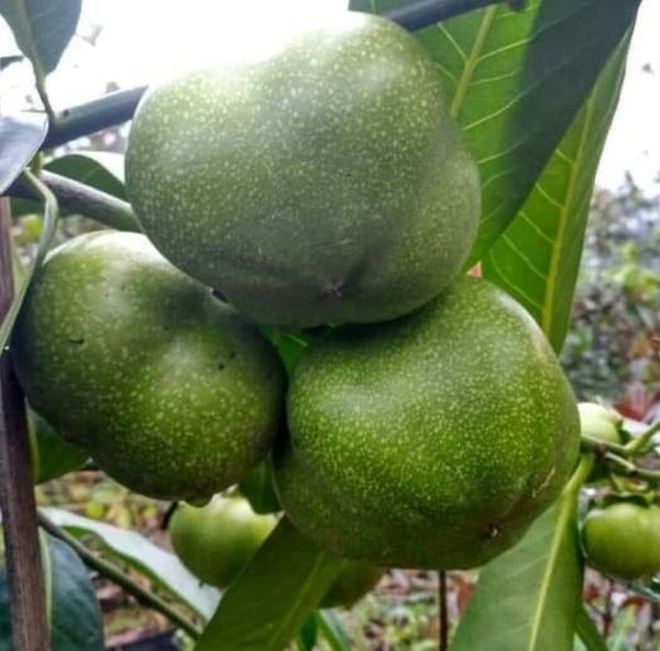 bibit buah buahan Bibit Buah Black Sapote Terbaru Tanaman Jumbo Sukabumi