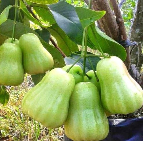 bibit buah buahan Bibit Buah Cangkokan Jambu Air Madu Deli Hijau Serang