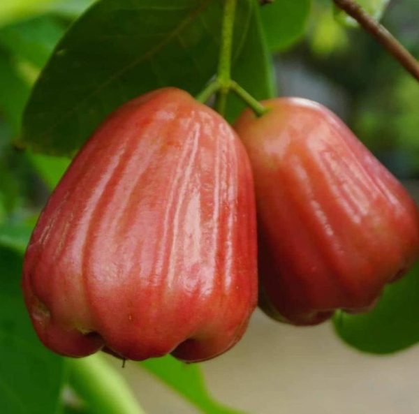 bibit buah buahan Bibit Buah Dalam Jambu Air Kingrose Hasil Okulasi Tanaman Bisa Ditanam Raja Ampat