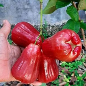 bibit buah buahan Bibit Buah Dalam Tanaman Jambu Citra Okulasi Cepat Bisa Di Tanam Termurah Minahasa Selatan