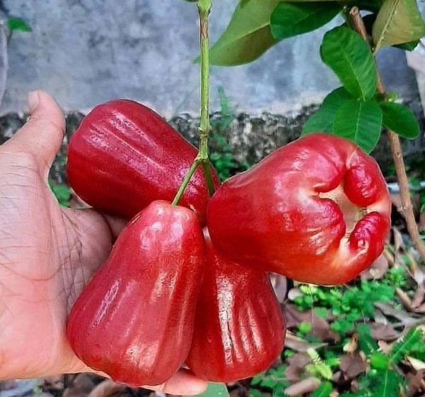 bibit buah buahan Bibit Buah Dalam Tanaman Jambu Citra Okulasi Cepat Bisa Di Tanam Termurah Minahasa Selatan
