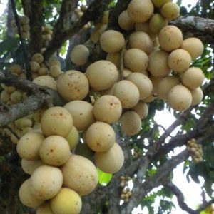 bibit buah buahan Bibit Buah Duku Pohon Dukuh Palembang Hasil Okulasi Sambung Pucuk Blora