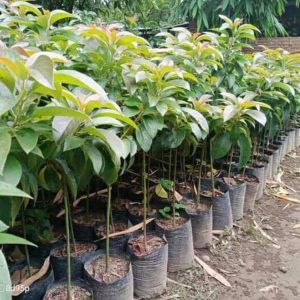 bibit buah buahan Bibit Buah Duku Seller Kenitu Ungu Dan Palembang Minahasa Selatan
