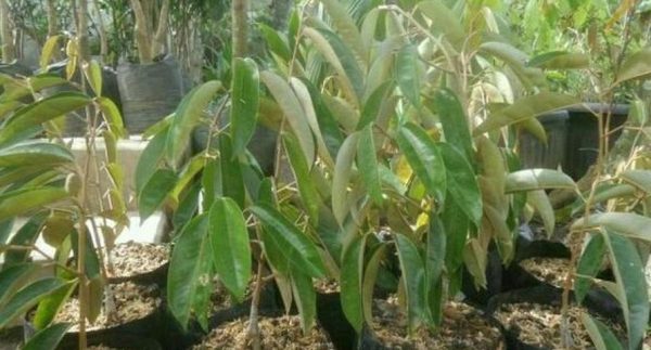 bibit buah buahan Bibit Buah Durian Gundul Baru Sab Pamekasan