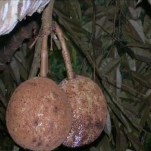 bibit buah buahan Bibit Buah Durian Gundul Pohon Unggulan Ogan Komering Ulu Selatan