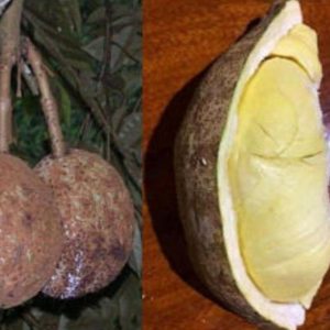 bibit buah buahan Bibit Buah Durian Gundul Terbatas Asli Discount Today Terlaris Teratas Tambrauw