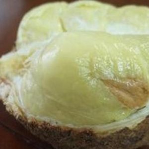 bibit buah buahan Bibit Buah Durian Gundul Valid Bergaransi Aceh Barat Daya