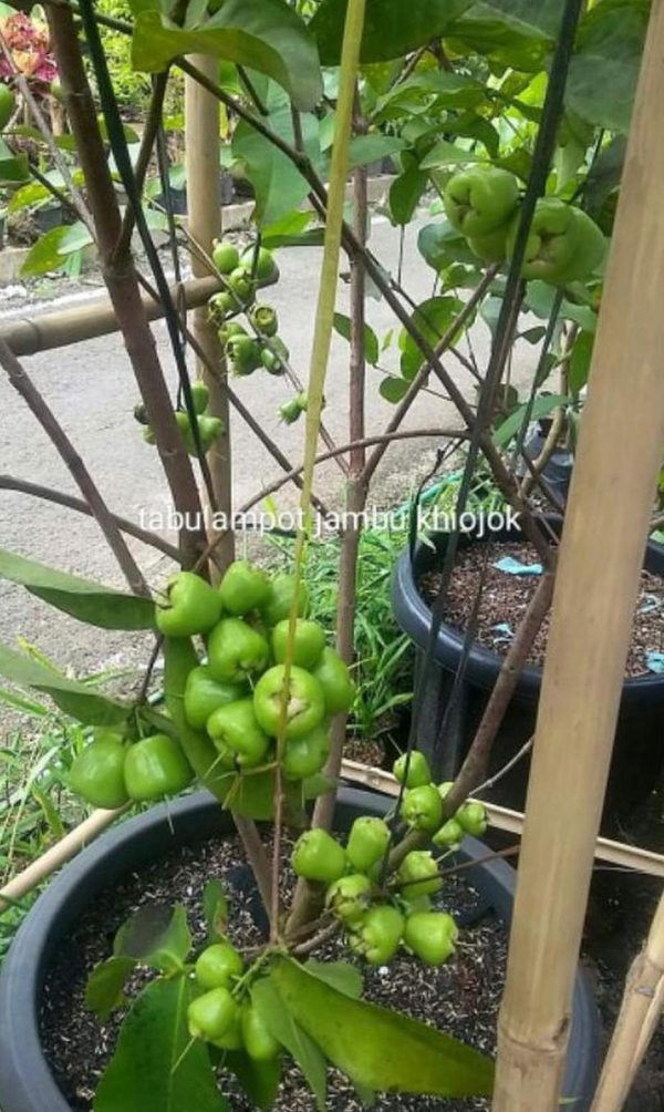 bibit buah buahan Bibit Buah Jambu Kiojok Kio Giok Okulasi Super Kepulauan Seribu