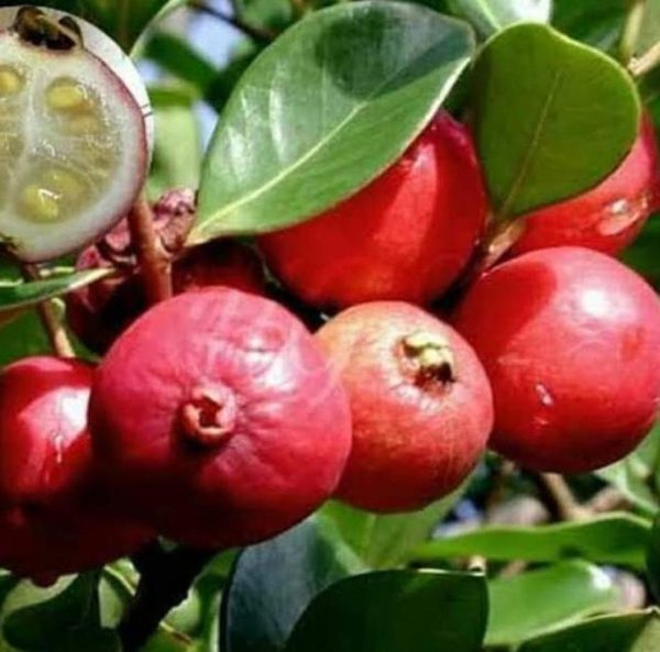 bibit buah buahan Bibit Buah Leci Tanaman Jambu Unggul Padangsidimpuan