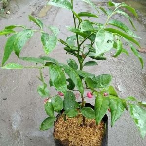 bibit buah buahan Bibit Buah Manggis Ready Tanaman Pohon JepangRatu BuahGarcinia Mangostana Jayapura