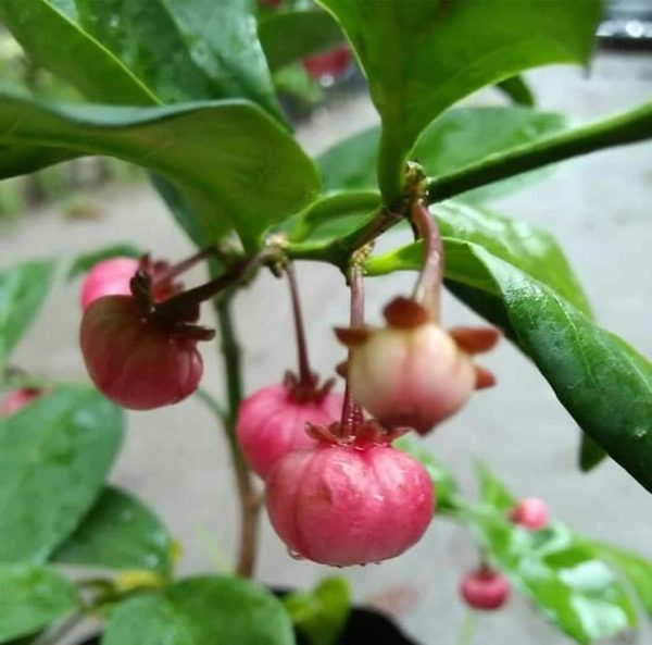 bibit buah buahan Bibit Buah Manggis Ready Tanaman Pohon JepangRatu BuahGarcinia Mangostana Kapuas
