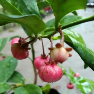 bibit buah buahan Bibit Buah Manggis Tanaman Pohon JepangRatu BuahGarcinia Mangostana Ketapang