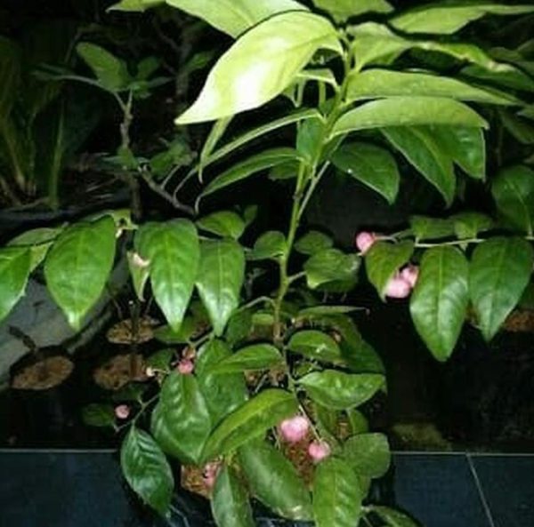 bibit buah buahan Bibit Buah Manggis Tanaman Pohon JepangRatu BuahGarcinia Mangostana Toba Samosir