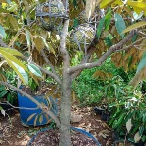 bibit buah buahan Bibit Buah Murah Durian Musangking Kaki Tiga Unggul Gunung Kidul