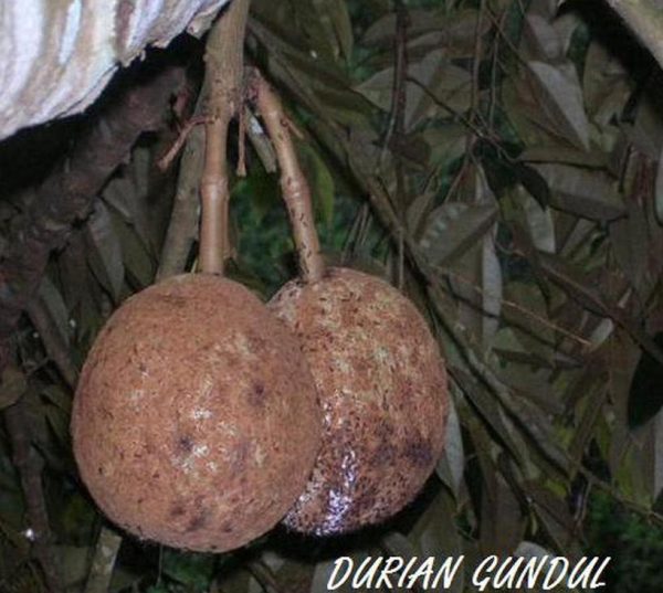 bibit buah buahan Bibit Buah Unggul Durian Gundul Diskon Berkualitas Dan Terjangkau Terlaris Pelalawan