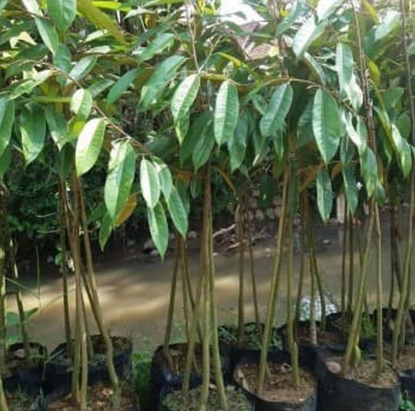 bibit buah buahan Bibit Duren Bawor Ready Pohon Durian Kaki Tiga Tanaman Buah Daging Tebal Tangerang Selatan