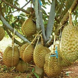 bibit buah buahan Bibit Duren Montong Tanaman Buah Durian Monthong Banjar