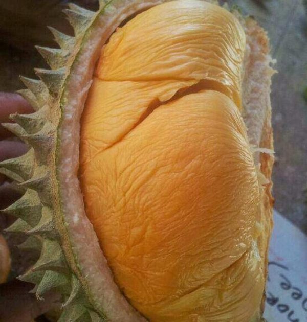 bibit buah buahan Bibit Durian Duri Hitam Murah Ochee Garansi Jika Mati Akan Di Ganti Kotamobagu