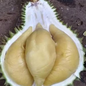 bibit buah buahan Bibit Durian Namlung Comasi Kualitas Super Parepare