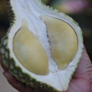 bibit buah buahan Bibit Durian Namlung Recomended Cumasi Daging Super Tebal Bergaransi Hld Bondowoso