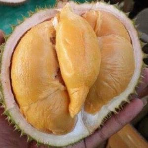 bibit buah buahan Bibit Durian Super Tembaga Bangka Okulasi Cepat Buah Luwu Timur