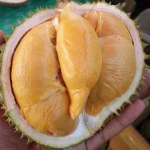 bibit buah buahan Bibit Durian Super Tembaga Bangka Okulasi Cepat Buah Pangkal Pinang