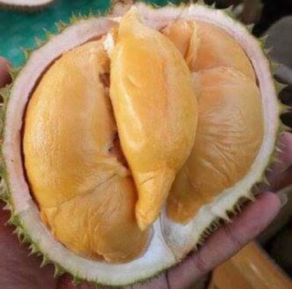 bibit buah buahan Bibit Durian Super Tembaga Bangka Okulasi Cepat Buah Seluma