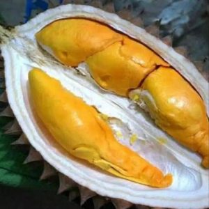 bibit buah buahan Bibit Durian Super Tembaga Bangka Tapin