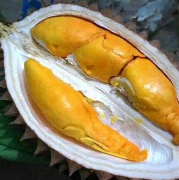 bibit buah buahan Bibit Durian Super Tembaga Bangka Tapin