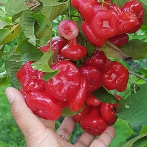 bibit buah buahan Bibit Jambu Air Baru Hasil Cangkok Tanaman Hias Buah Kancing Citra Merah King Rose Dalhari , Ternate
