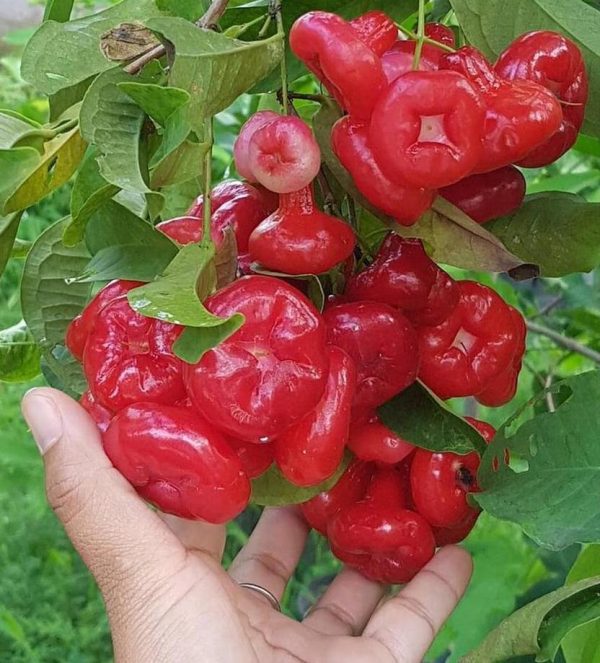 bibit buah buahan Bibit Jambu Air Baru Hasil Cangkok Tanaman Hias Buah Kancing Citra Merah King Rose Dalhari , Ternate