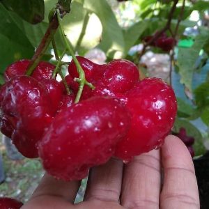 bibit buah buahan Bibit Jambu Air Best Hasil Cangkok Tanaman Hias Buah Kancing Citra Merah King Rose Dalhari Bantul