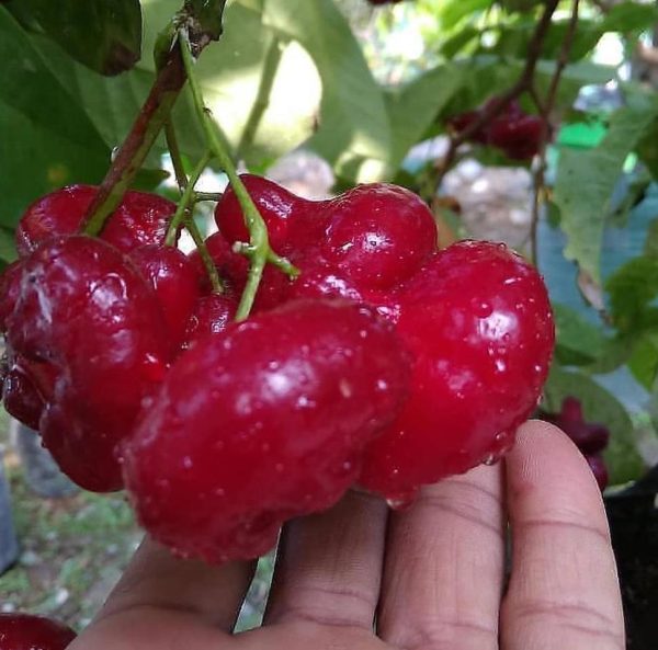 bibit buah buahan Bibit Jambu Air Best Hasil Cangkok Tanaman Hias Buah Kancing Citra Merah King Rose Dalhari Bantul