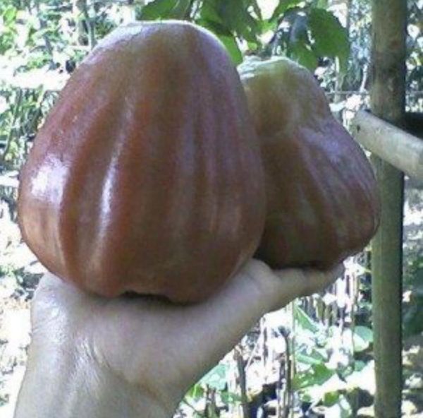 bibit buah buahan Bibit Jambu Air King Rose Super Manis Hasil Okulasi Kualitas Unggul Cocok Di Tanam Banyuasin