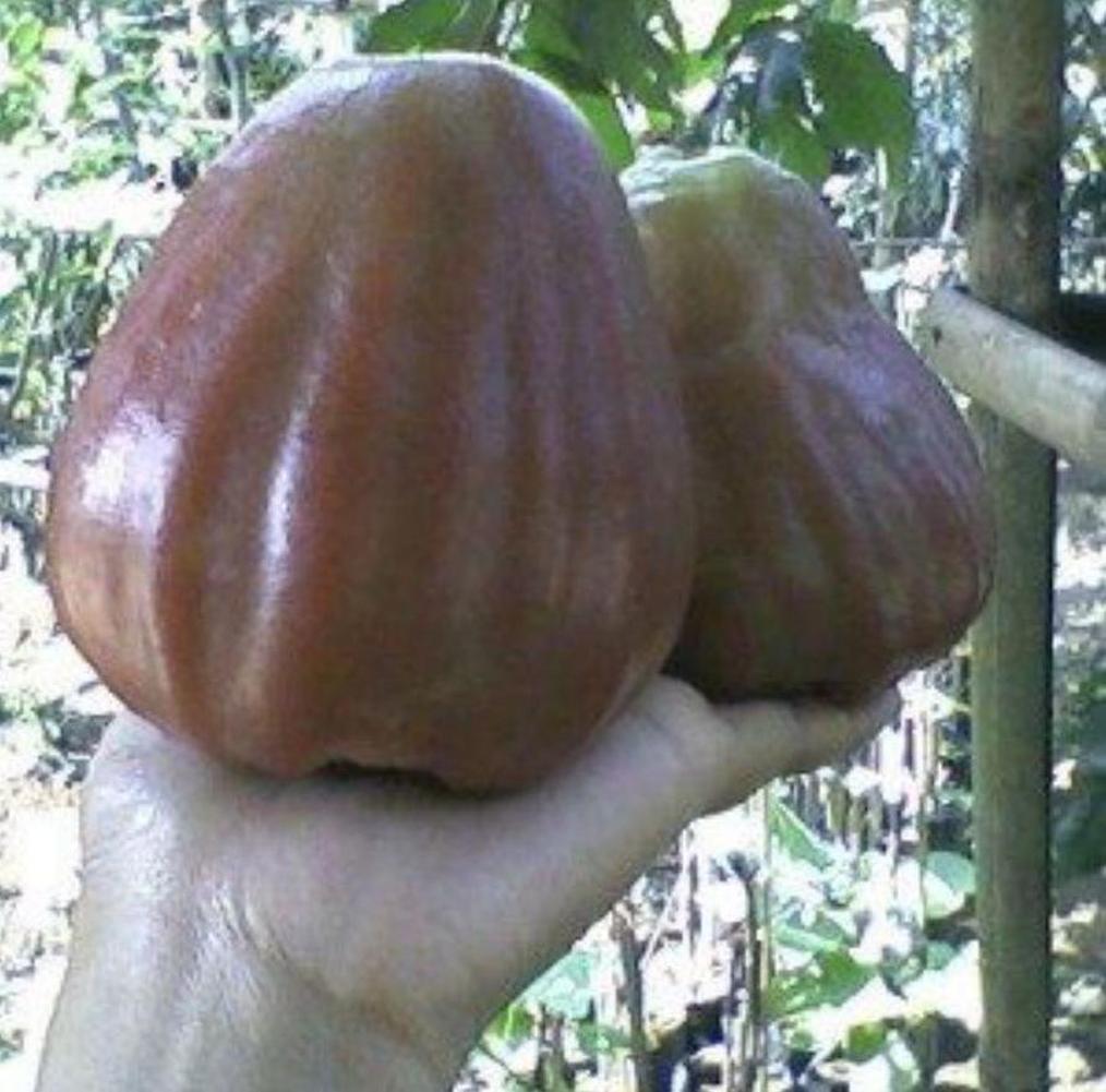 Gambar Produk bibit buah buahan Bibit Jambu Air King Rose Super Manis Hasil Okulasi Kualitas Unggul Cocok Di Tanam Banyuasin